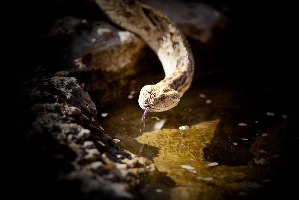 Mokuti Etosha Villa นามูโทนิ ภายนอก รูปภาพ