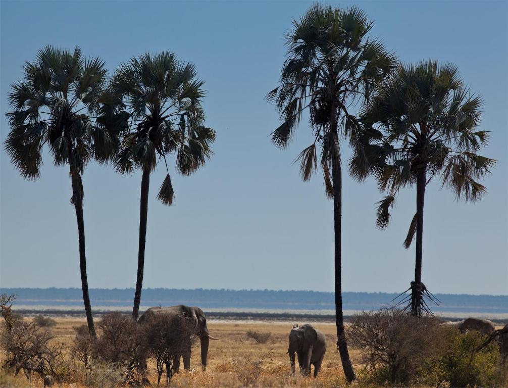 Mokuti Etosha Villa นามูโทนิ ภายนอก รูปภาพ