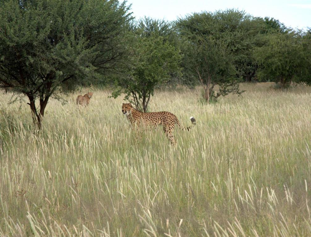 Mokuti Etosha Villa นามูโทนิ ภายนอก รูปภาพ
