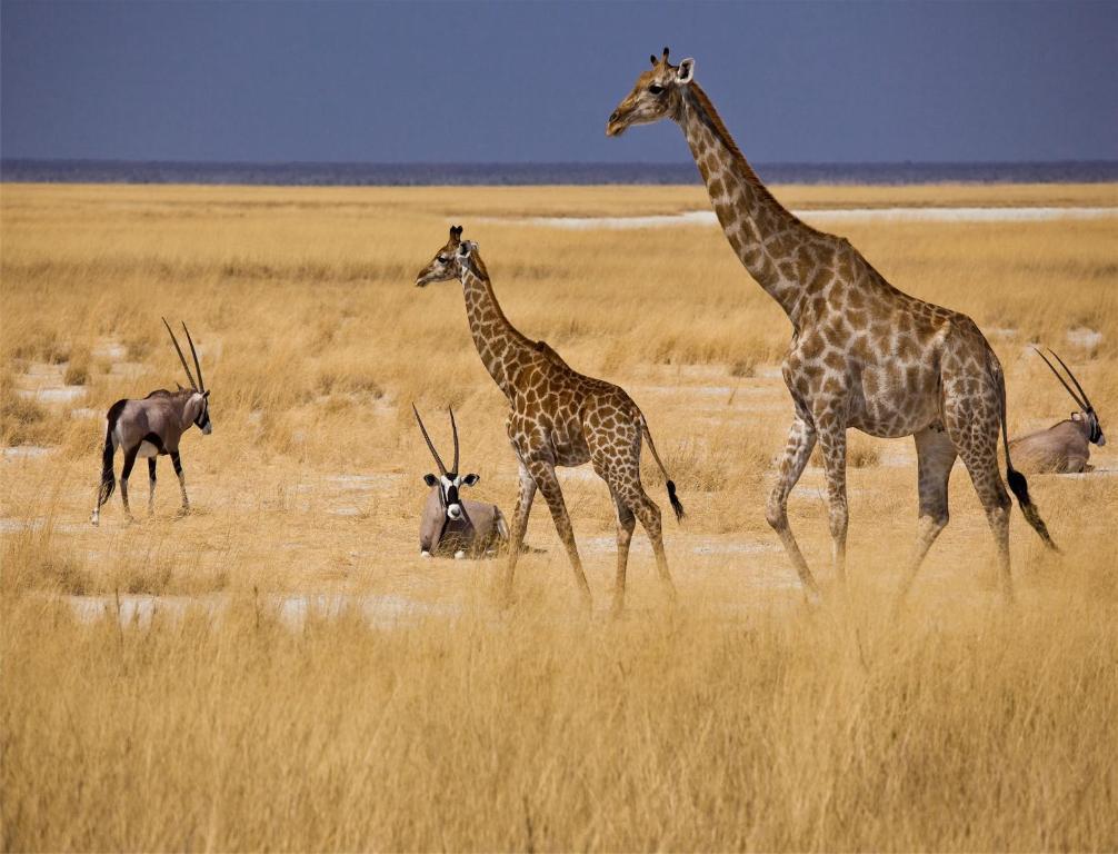 Mokuti Etosha Villa นามูโทนิ ภายนอก รูปภาพ
