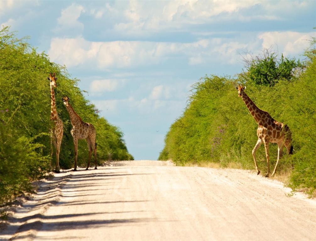 Mokuti Etosha Villa นามูโทนิ ภายนอก รูปภาพ