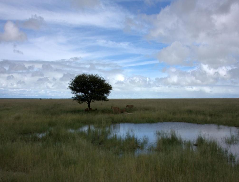 Mokuti Etosha Villa นามูโทนิ ภายนอก รูปภาพ